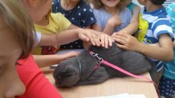 Wystawa zwierząt domowych