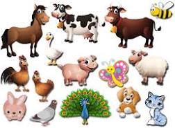 19.06.2020r. ZWIERZĘTA WOKÓŁ NAS