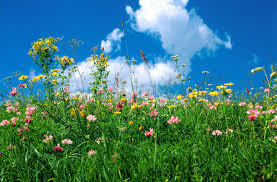 09.06.2020 LETNIA ŁĄKA