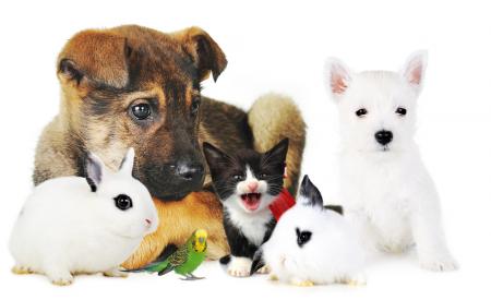 17.06.2020r. RODZINY ZWIERZĄT